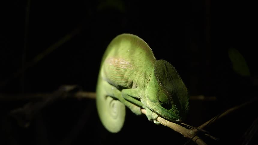 A large lizard is sleeping on the tree