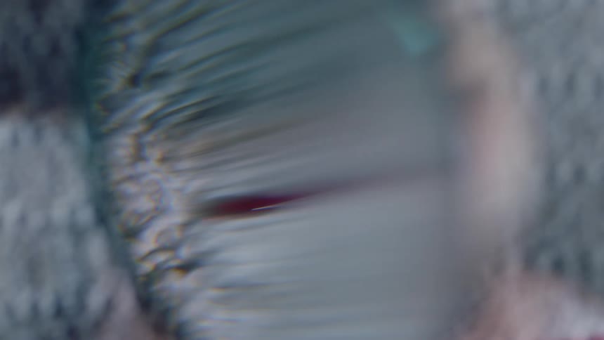 Magnifying glass is held over a blood droplet on a carpet