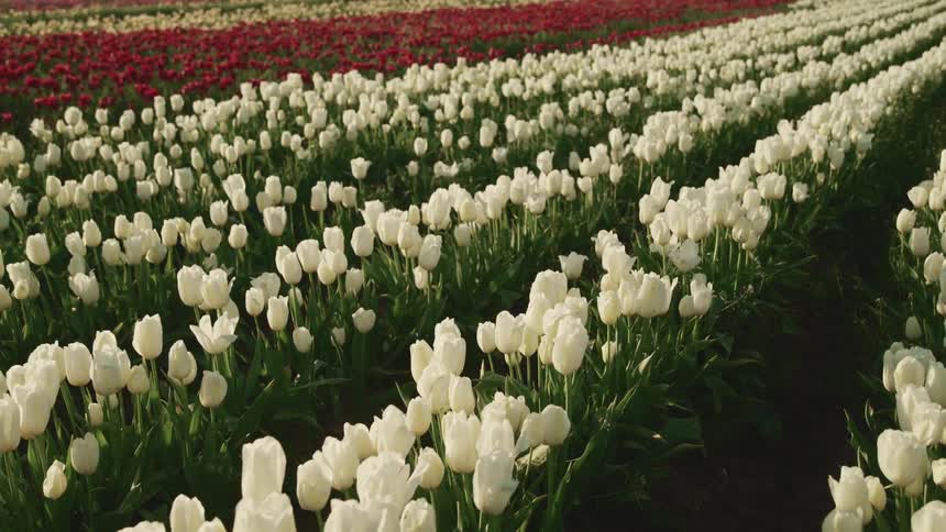 Tulips grow in rows in a meadow
