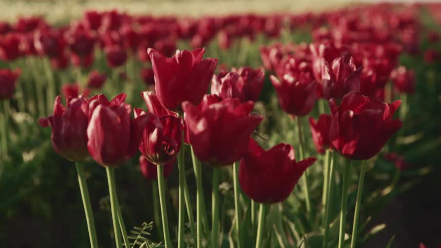 Flowers in a meadow are displayed
