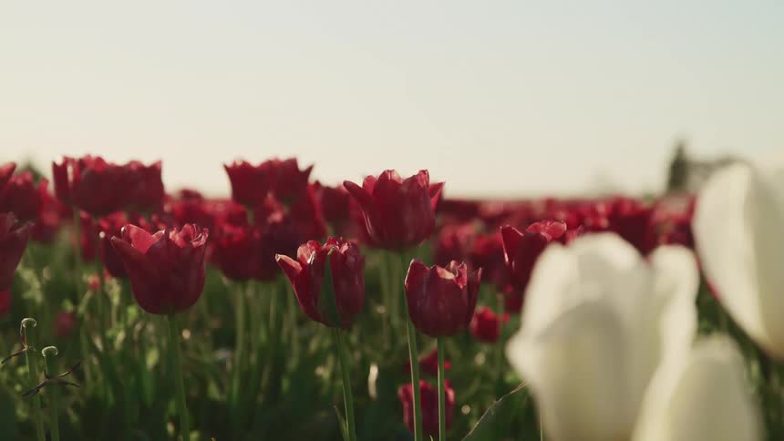 Tulips in a field