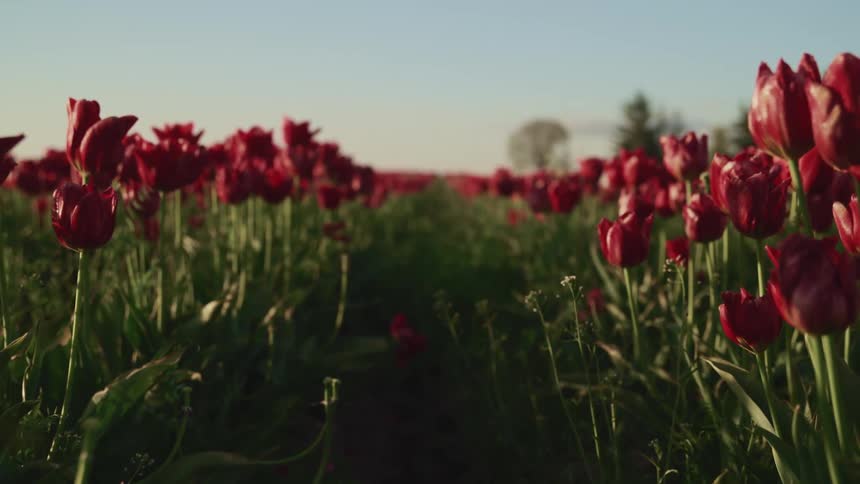 A field of tulips