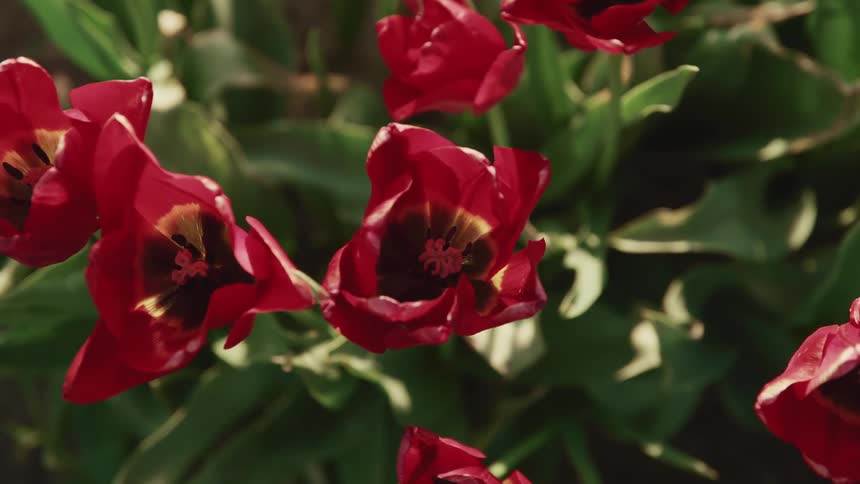 Red tulips on a spring day