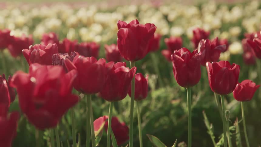 Red and white tulips grow in a meadow on a spring day