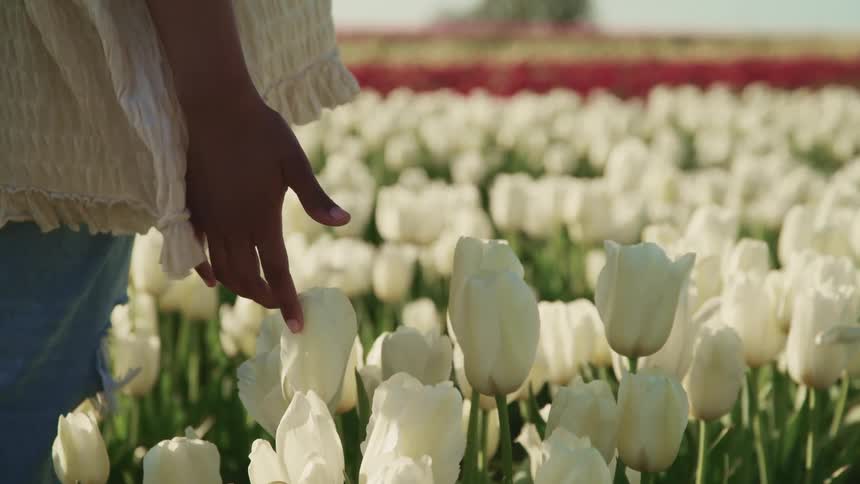 Young woman standing on a field of flowers touches a white tulip with the tip of her fingers