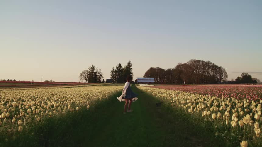 Woman with a white shawl walks happily and turns around in tulip fields at sunset