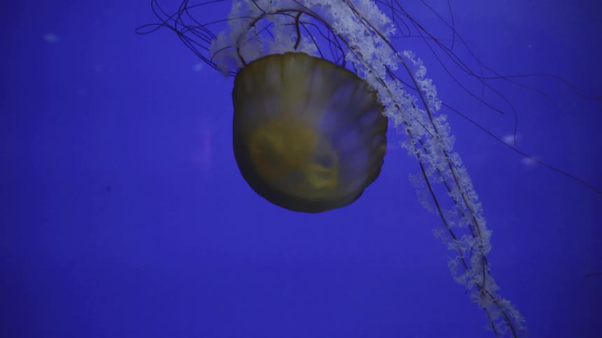 A jelly fish under water