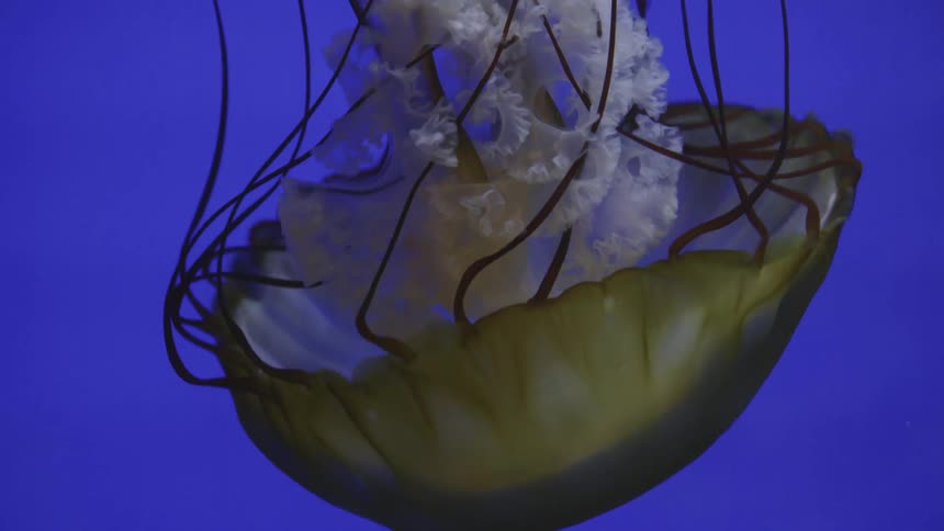 A jellyfish in the water