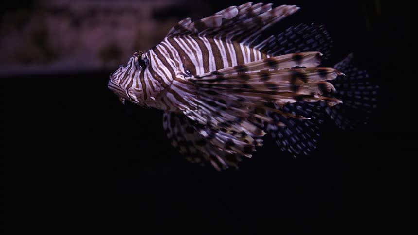 A zebrafish swimming underwater