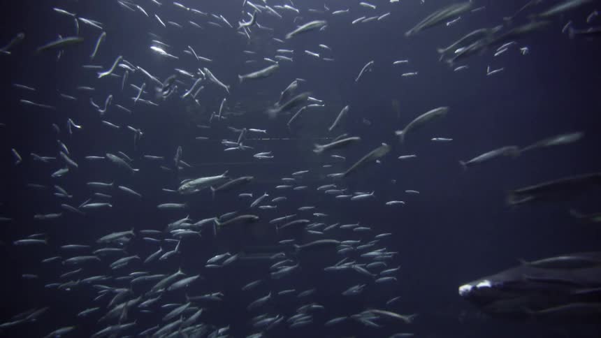 A shark breaks up a circling fish school in the blue waters of the ocean