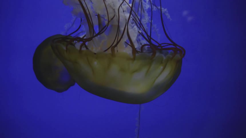 A jellyfish swims upside down with its legs moving rapidly