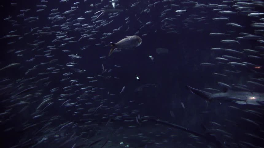 Large schools of fish swim together