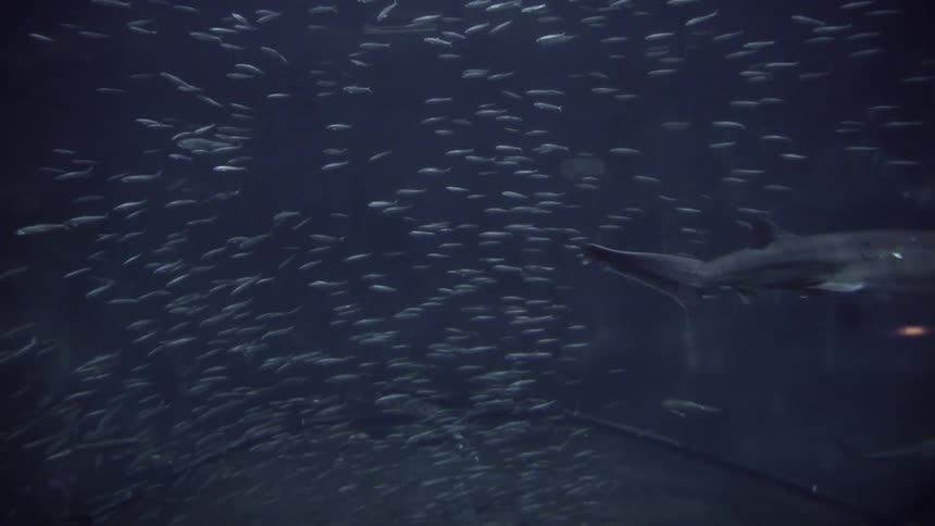 Fish swimming under water