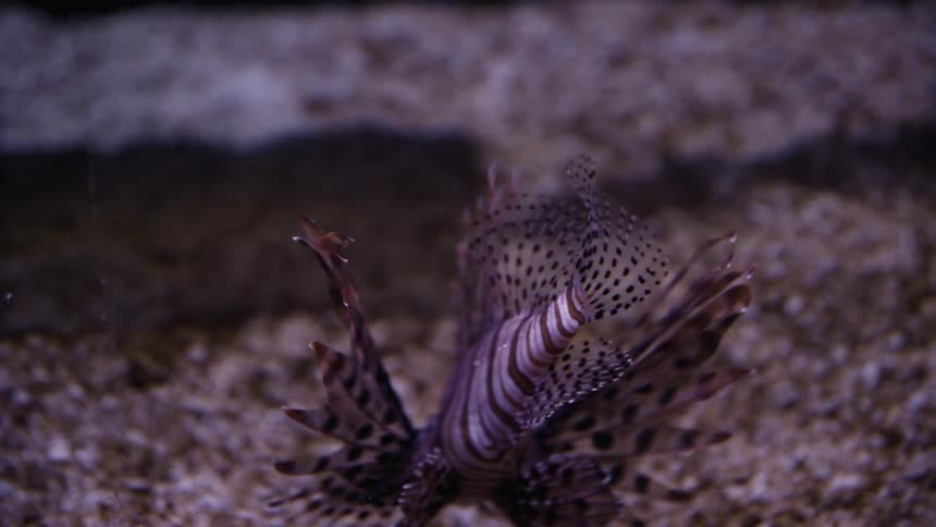 A lion fish swims underwater