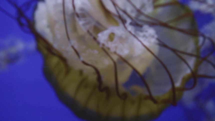 A jellyfish swimming underwater