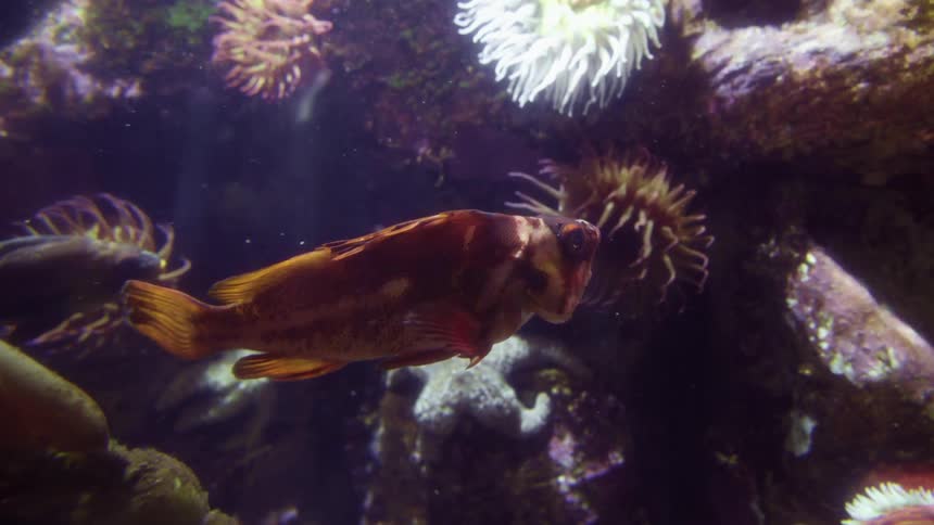 A fish swims in place near a coral formation underwater