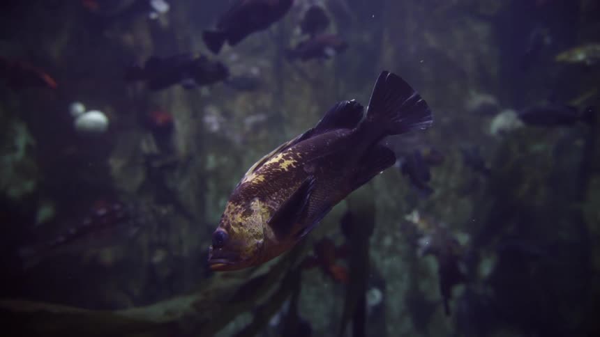 Fish swimming under water