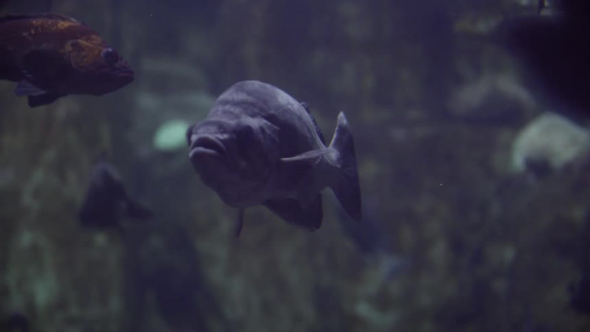 Fish swim underwater in the ocean