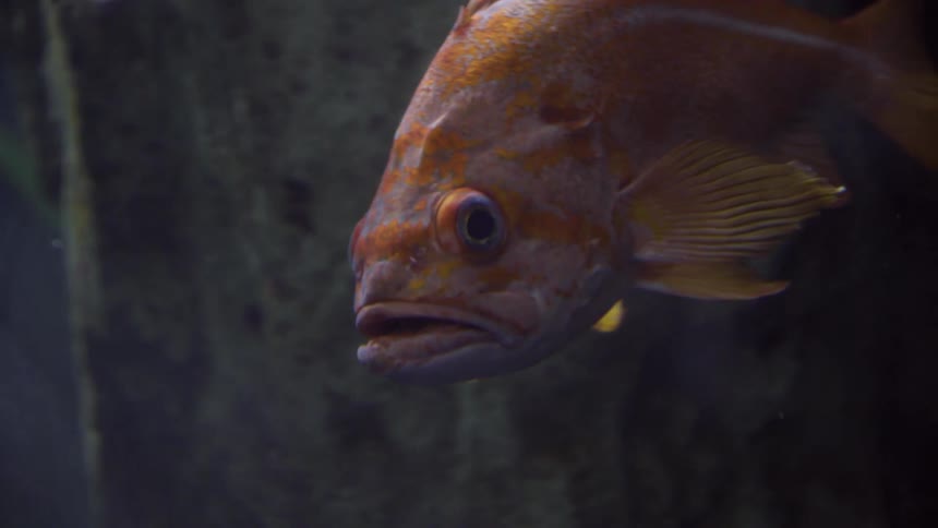 A fish under water