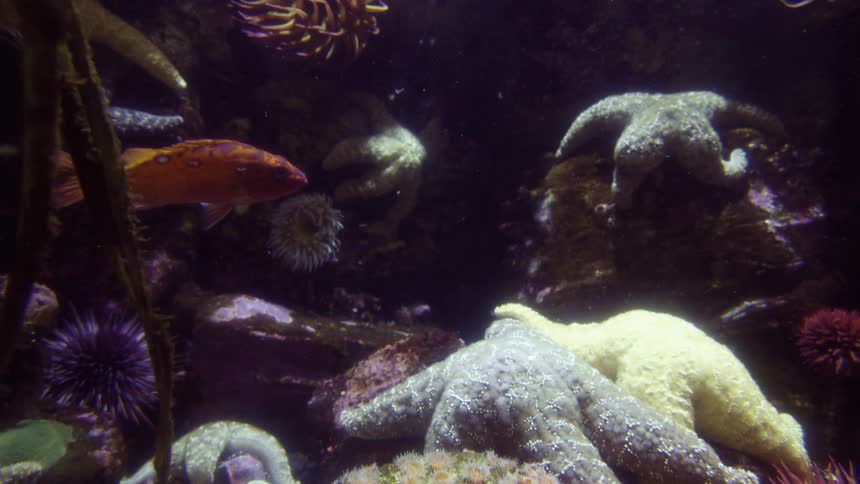 A fish swimming under water