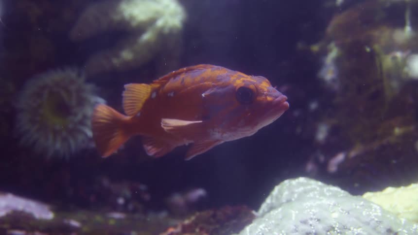 A fish swimming under water