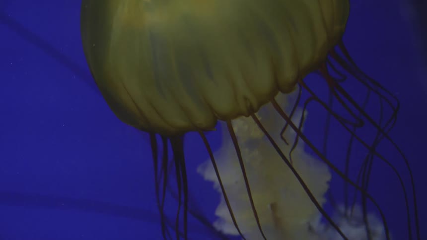 A yellow jellyfish swimming underwater
