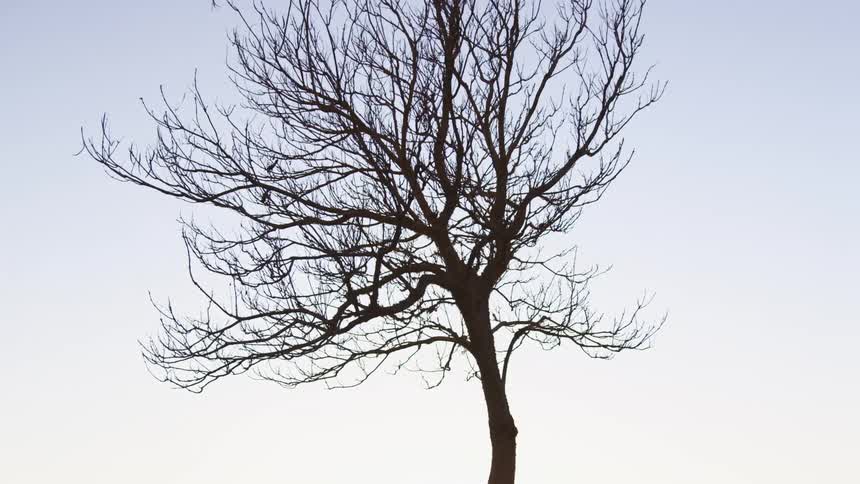 A tree with no leaves