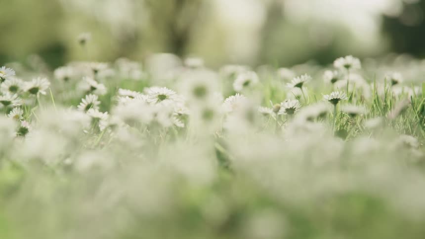 A field of daisies