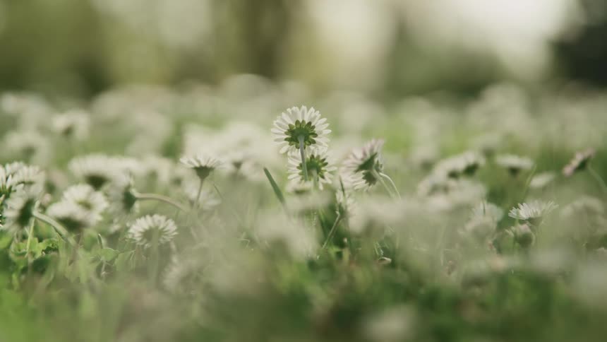 A breeze blows through white flowers growing in a meadow