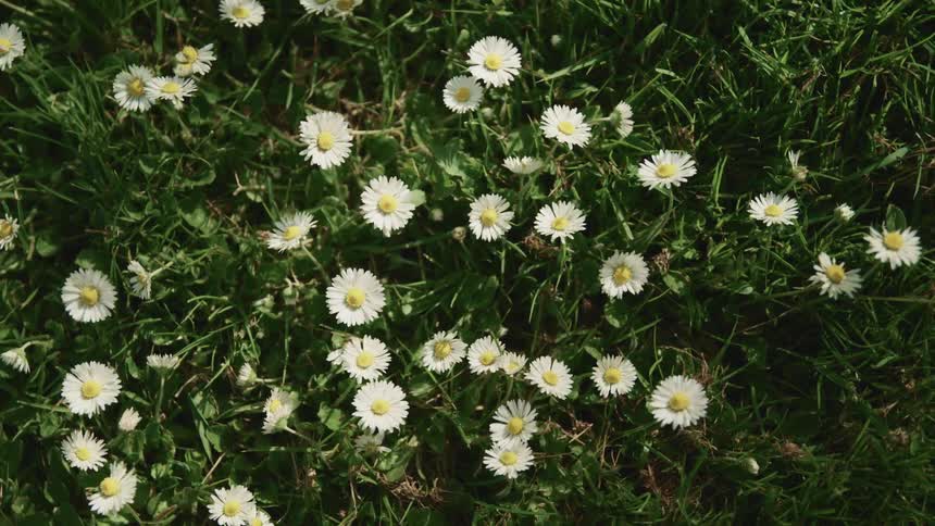 White daisies grow in a grassy field