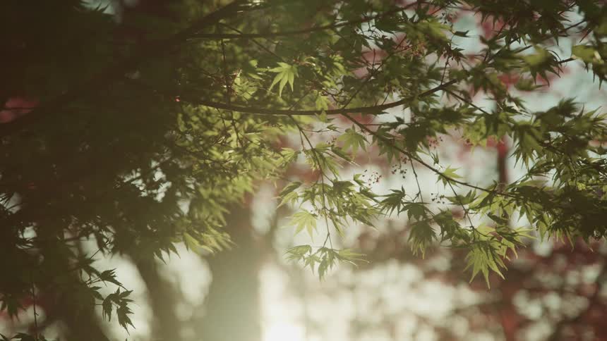 A closeup view of a tree is displayed