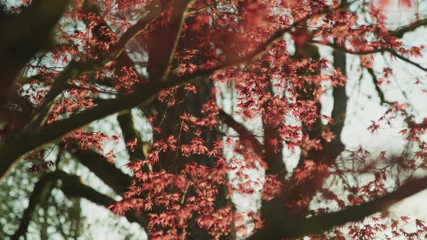 The sun is reflecting off the leaves on the tree