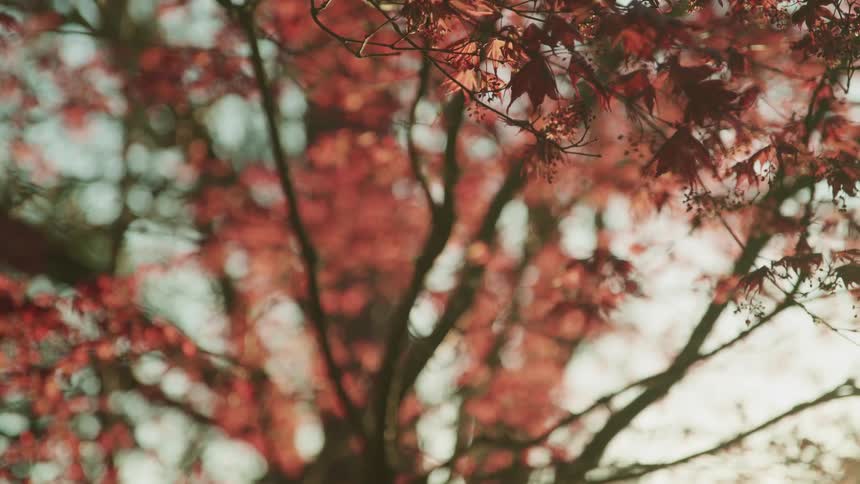 Red tinted fall foliage of tree canopy contrasts with light blue of the sky