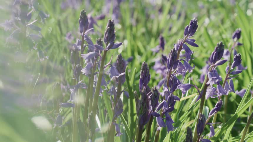 Lavender flowers line the grass