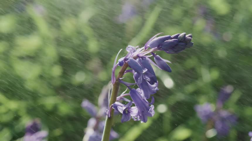 Water spraying on a purple flower outdoors