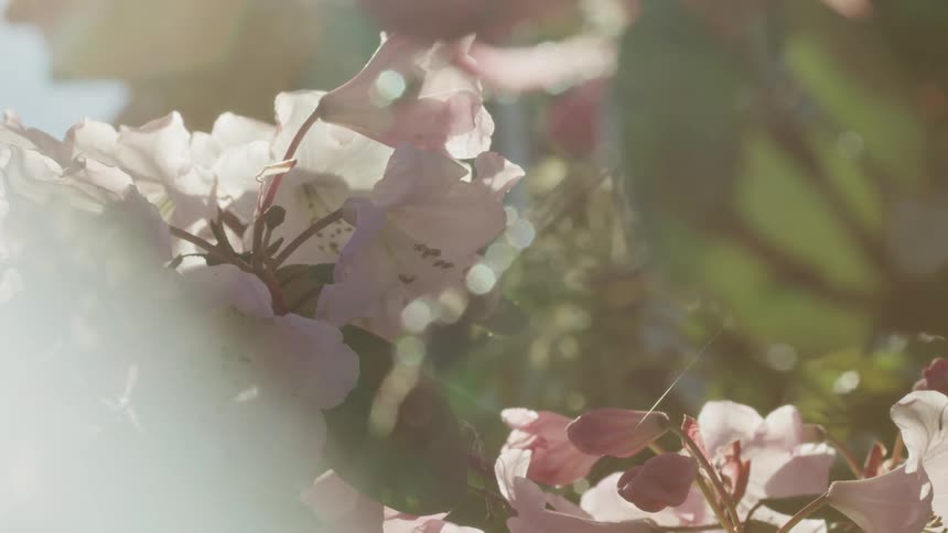 Flower blossoms on branches