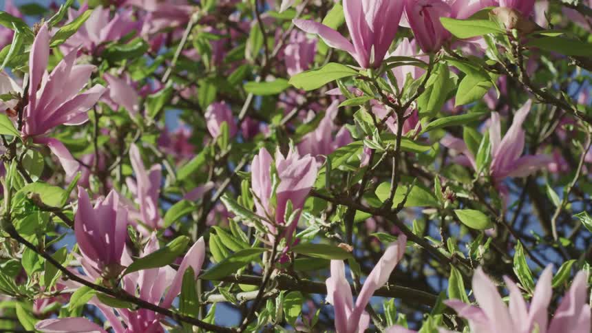 The wind causes a branch with several flowers to sway around on a sunny day