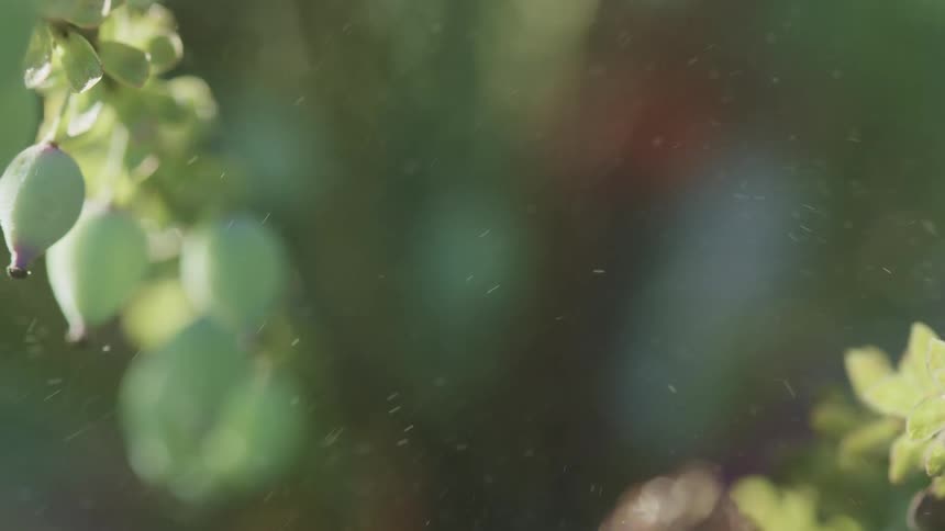 Berries hanging on a branch and pollen blowing in the breeze