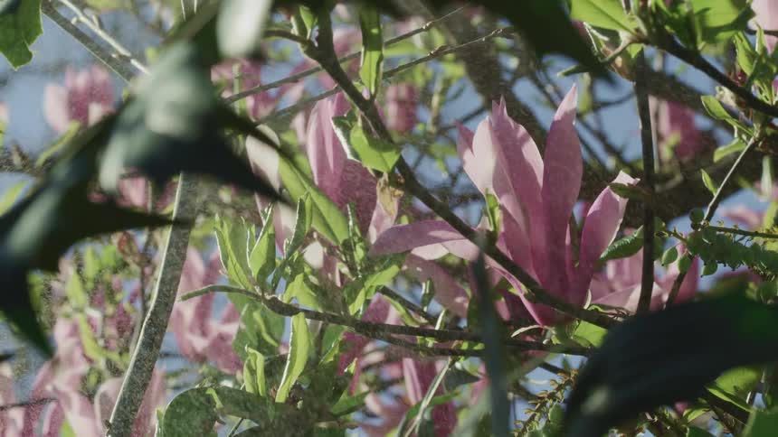 Water mist falls on the flowers