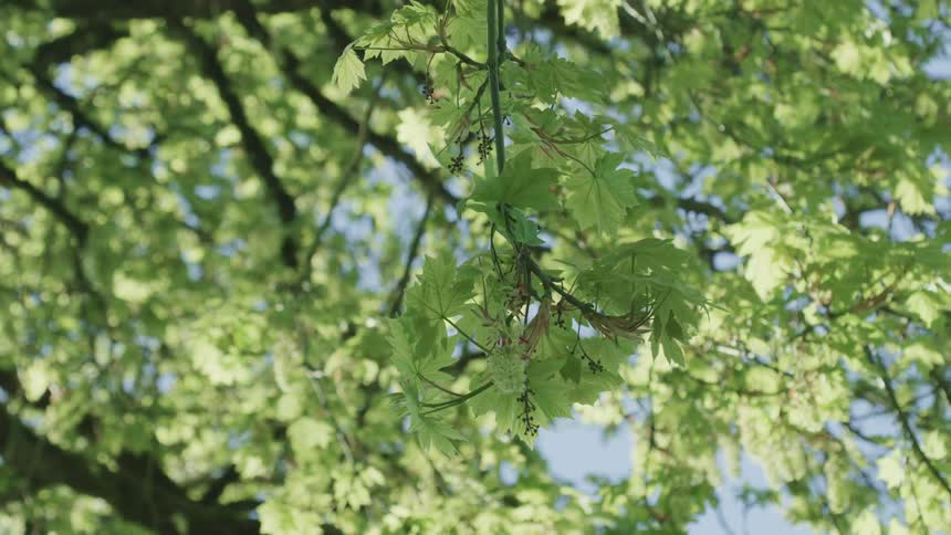 Green leaves cover tree branches on a summer day