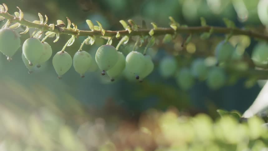 Close up of small green fruits dangling from a branch under the sunlight