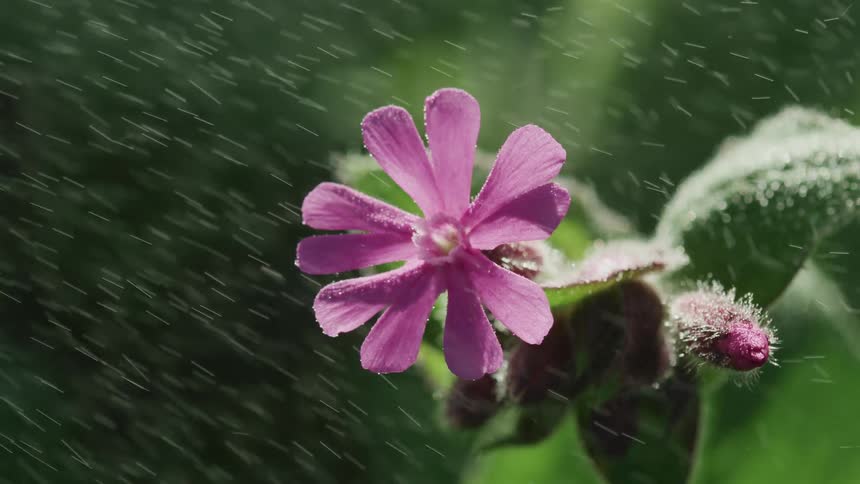 Rain falling on a flower
