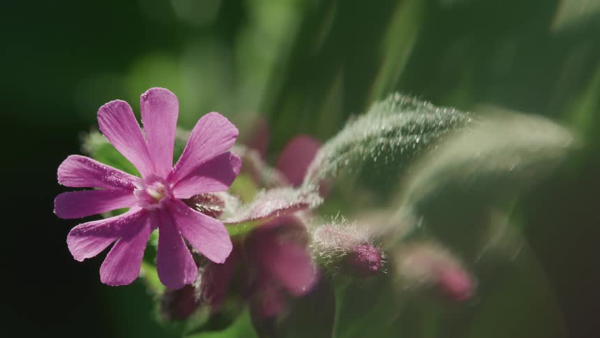 Purple flower with large leaves stands outside