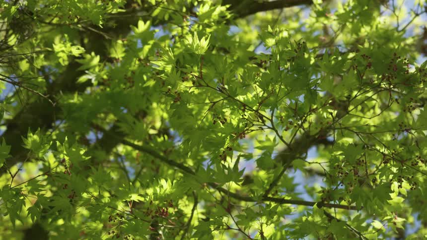 The leaves of a tree gently flutter in the wind on a sunny day