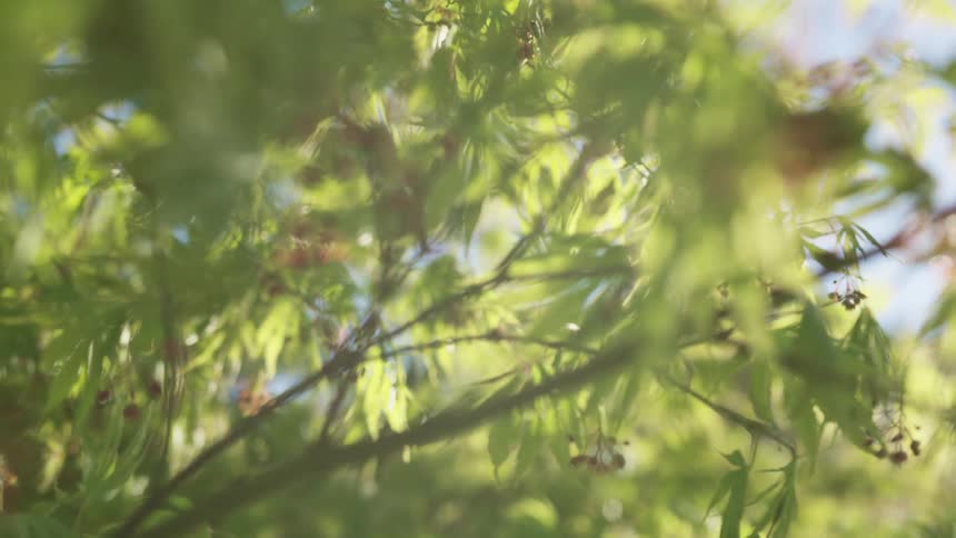 Leaves sway gently in the window on a branch of a tree on a sunny day