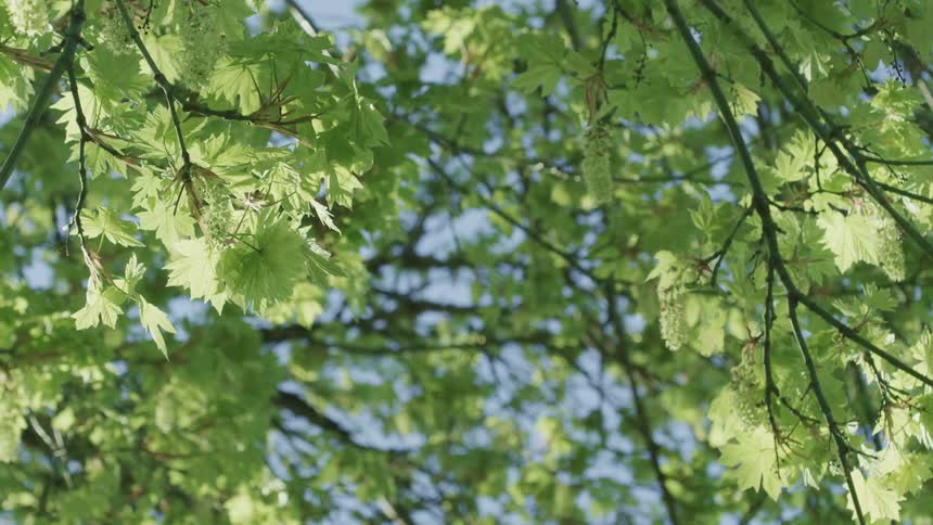 Close up of leaves on a tree