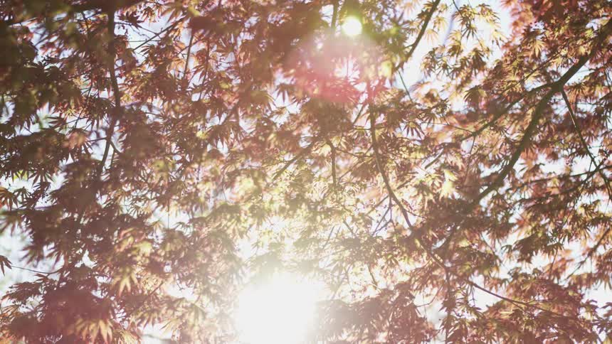 The sun shining down on a tree