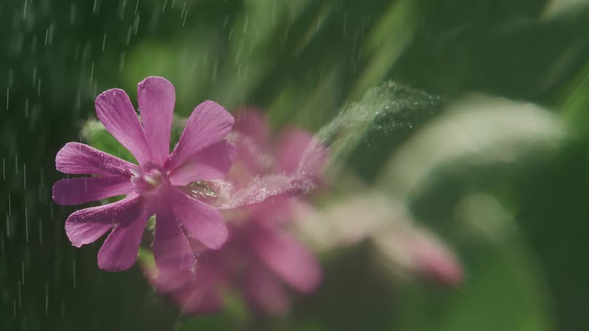 Fine water mist raining down purple flowers
