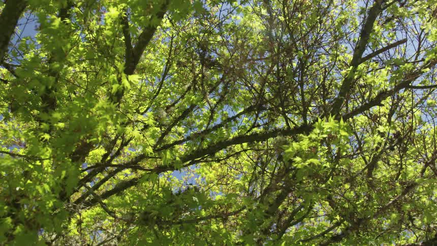 A view of many trees and the bright blue sky
