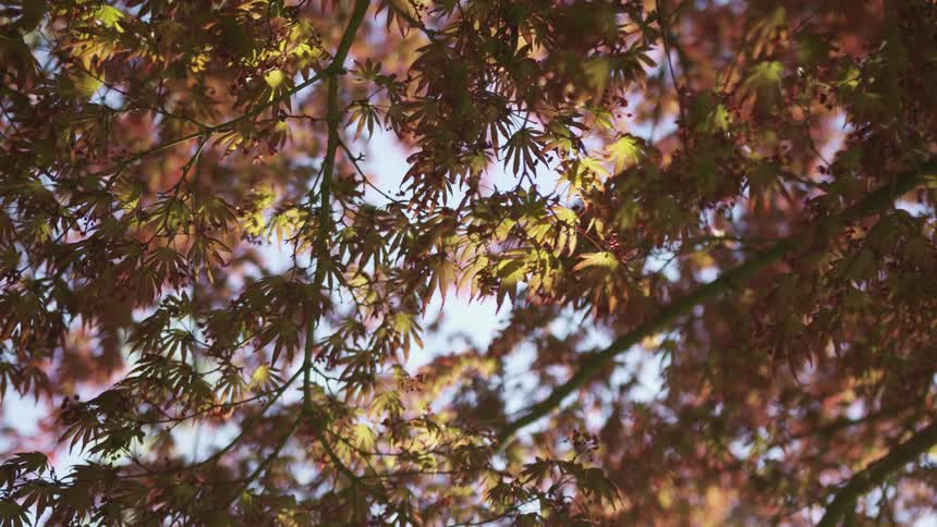 Leaves on a tree